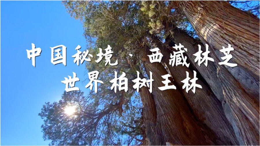 虫虫助手下载