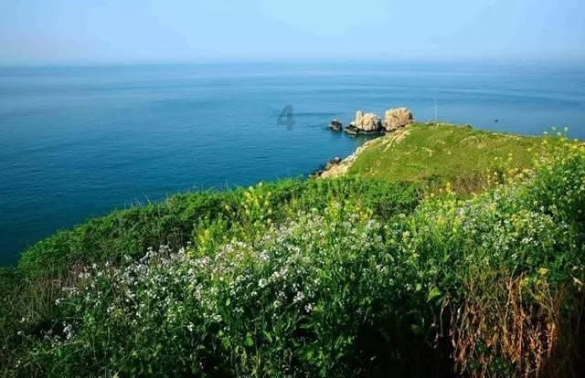 这8种“短”鼻子的狗狗在夏季最容易中暑的,你家的狗狗在其中吗